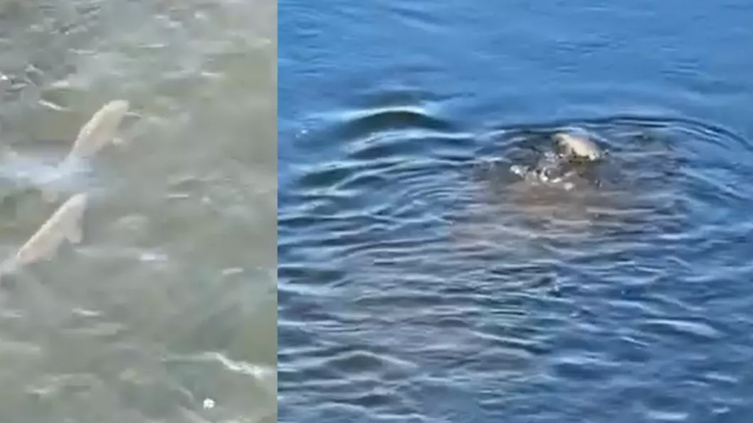 Au apărut din nou peștii pe Bahlui în municipiul Iași  - VIDEO
