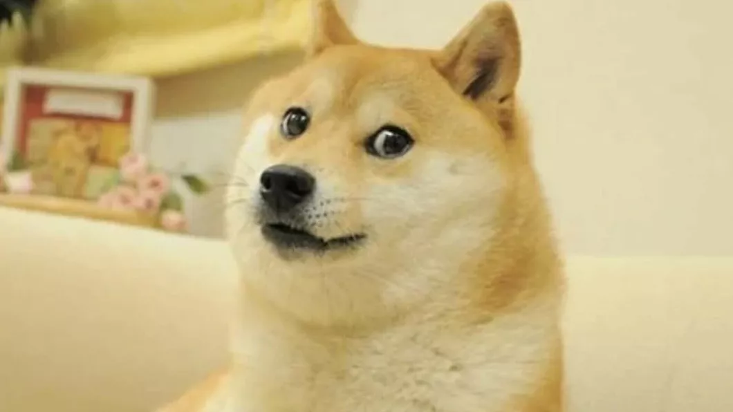 Câinele din celebrul meme Doge și emblema Dogecoin a murit. Cum a devenit celebru Kabosu