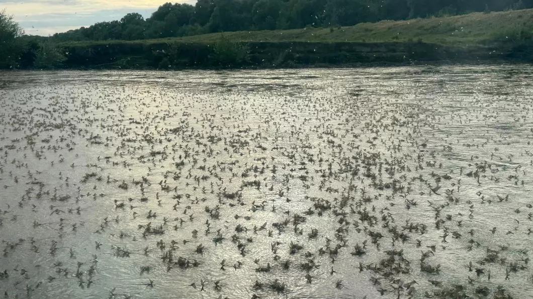 Spectacol al naturii inedit în Delta Dunării Au apărut mii de rusalii - VIDEO