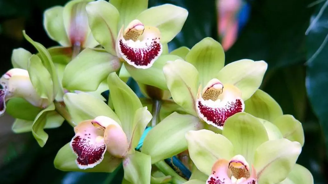 Cu ajutorul acestui remediu orhideele tale vor fi intotdeauna inflorite