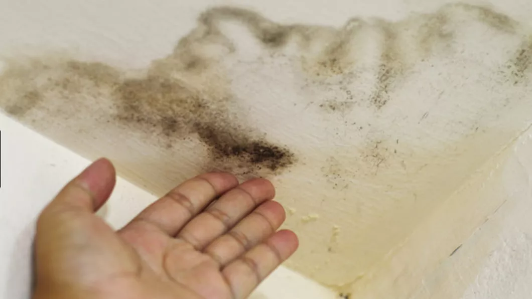 4 semne ca in casa ta este mucegai negru toxic si cum sa scapi de el