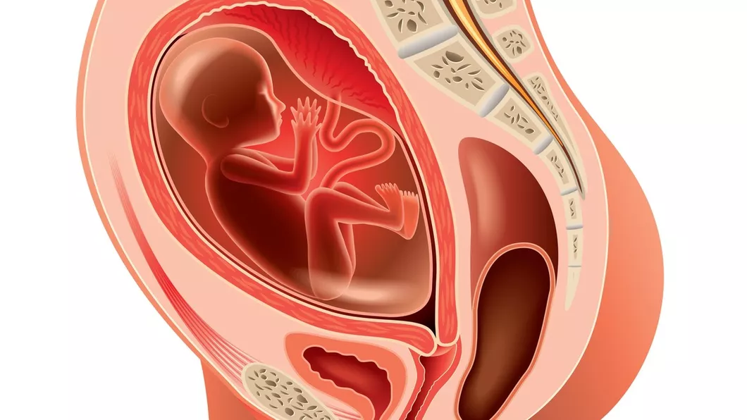 Femeile cu uterul retrovers raman mai greu insarcinate