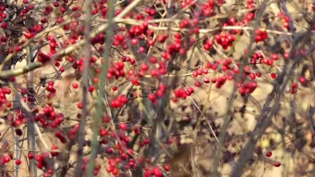 De ce au ramas neculese sute de tone de afine macese sau catina in Romania