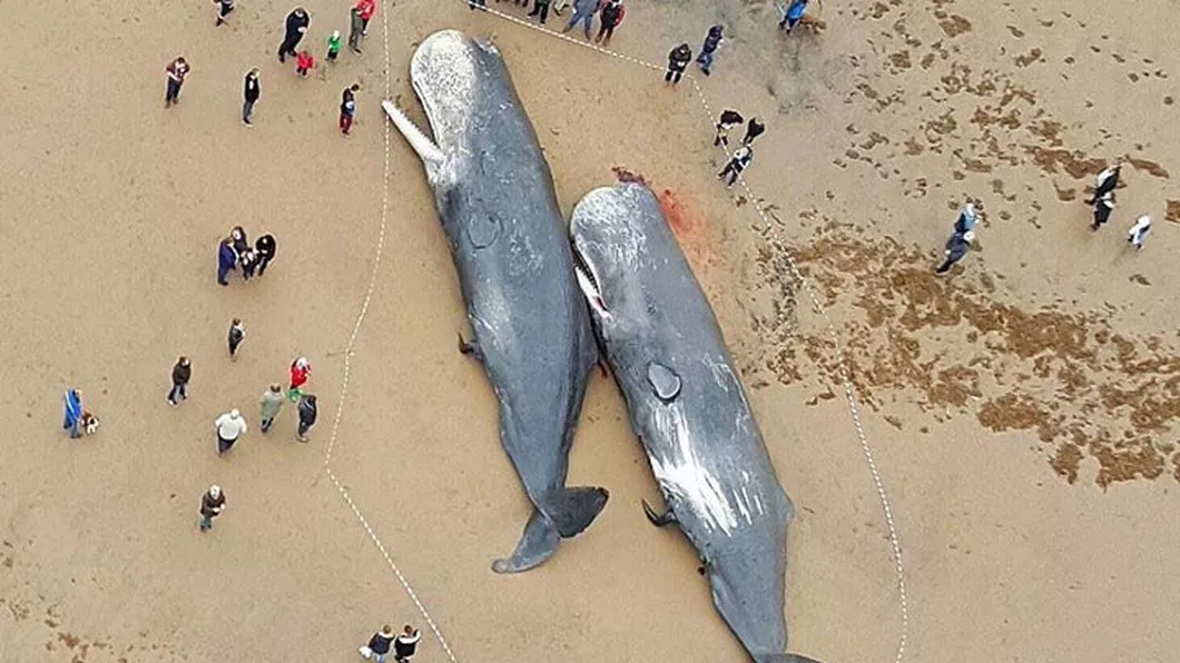 Zeci de casaloti gasiti pe malul marii. Descoperire infricosatoare in stomacul monstrilor marini - FOTO 