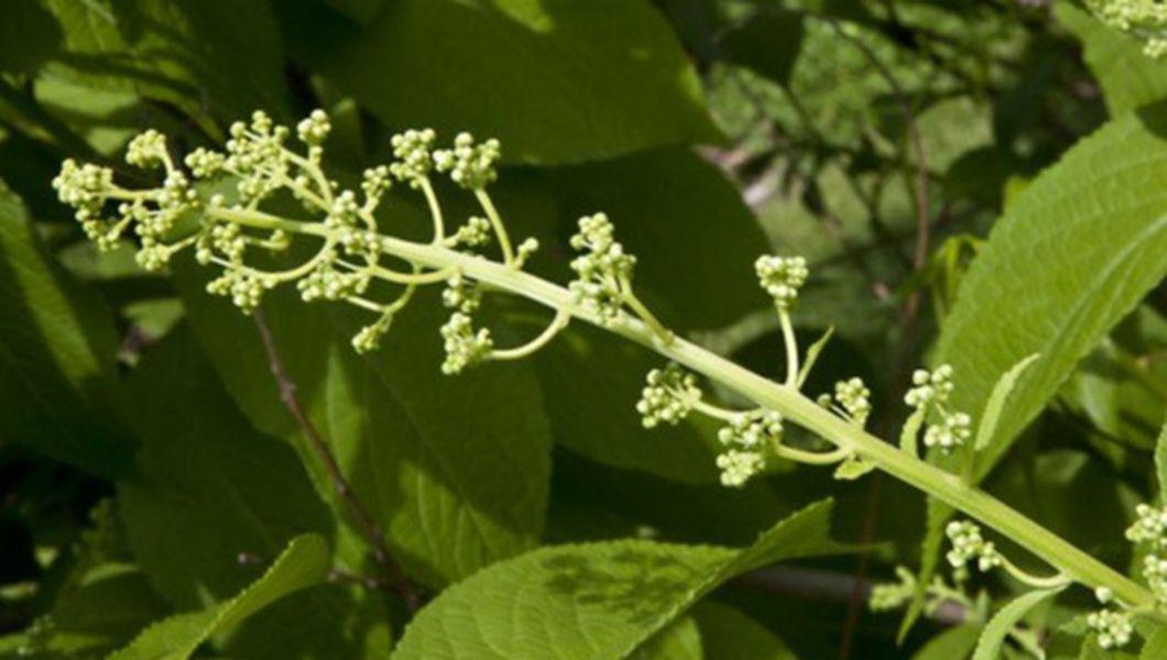 Tunetul Din Vita De Vie Al Lui Dumnezeu Planta Care Te Vindeca De Cancer In 40 De Zile Buna Ziua Iasi Bzi Ro