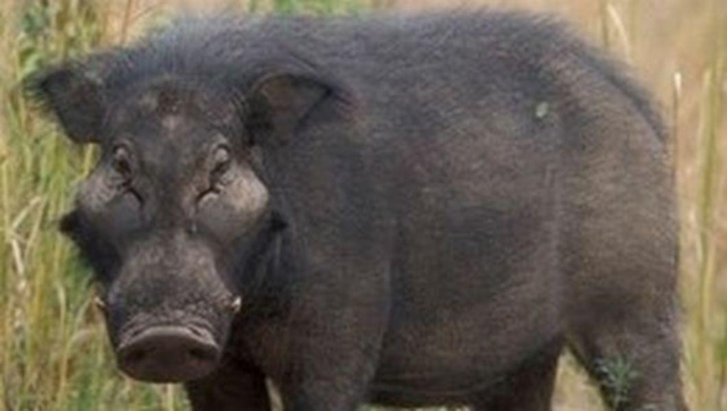 Si A Confundat Iubita Cu Un Porc Mistret Si A Impuscat O Buna Ziua Iasi Bzi Ro