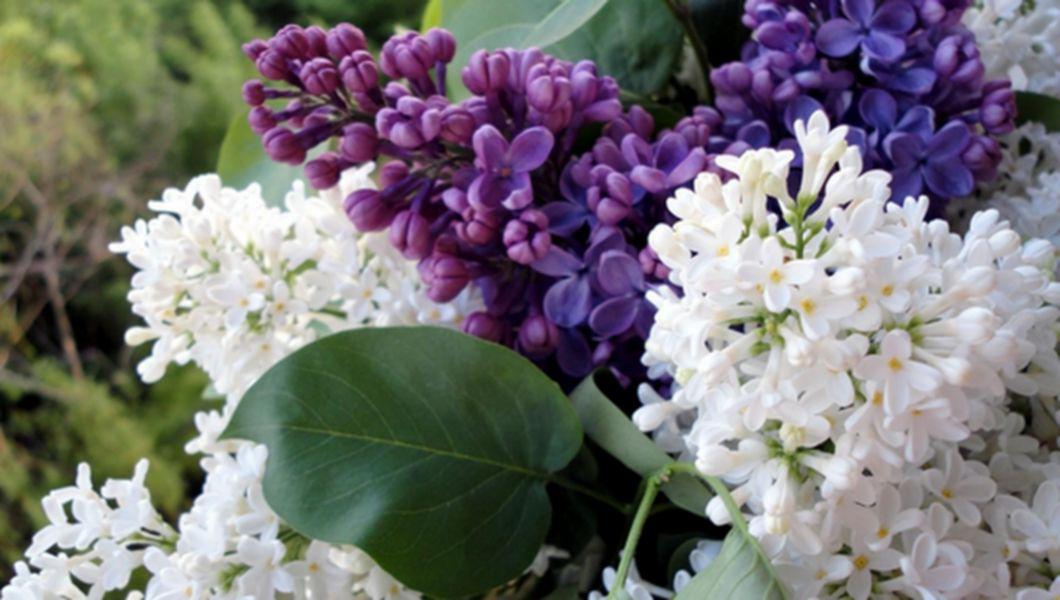Iata Ce Efecte Au Florile De Liliac Asupra Organismului Tau Buna Ziua Iasi Bzi Ro