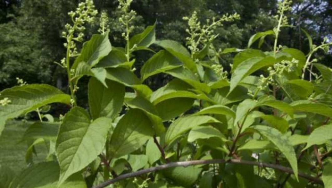 S A Descoperit Planta Care Vindeca Cancerul In 40 De Zile Buna Ziua Iasi Bzi Ro