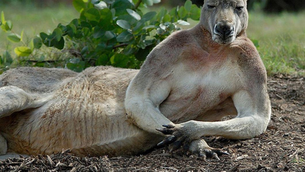 Animalute Haioase Care Stiu Sa Pozeze Vedetele Pot Lua Lectii