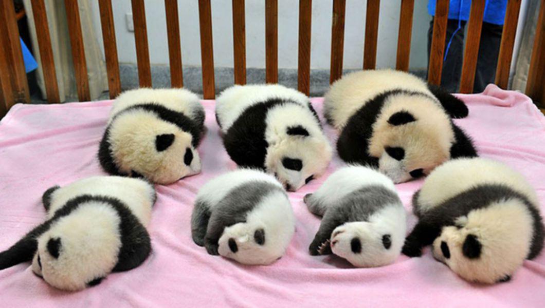 Adorabil Asa Arata O Cresa Pentru Ursuleti Panda Foto Buna Ziua Iasi Bzi Ro