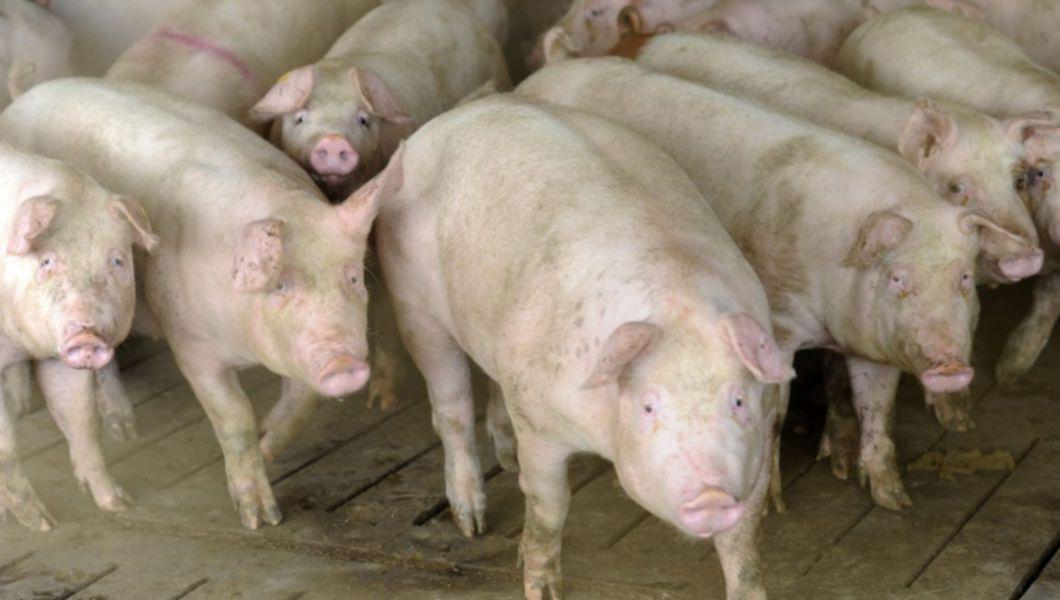 Alerta In Romania Un Nou Focar De Pesta Porcina Africana A Fost Descoperit In Vestul Tarii Buna Ziua Iasi Bzi Ro