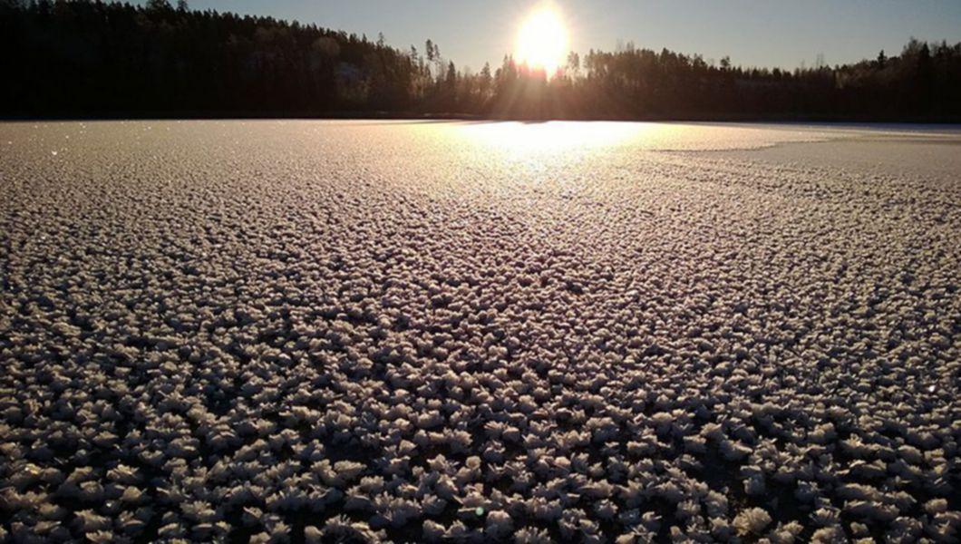 Imagini Senzationale Un Camp De Flori De Gheata Un Fenomen De