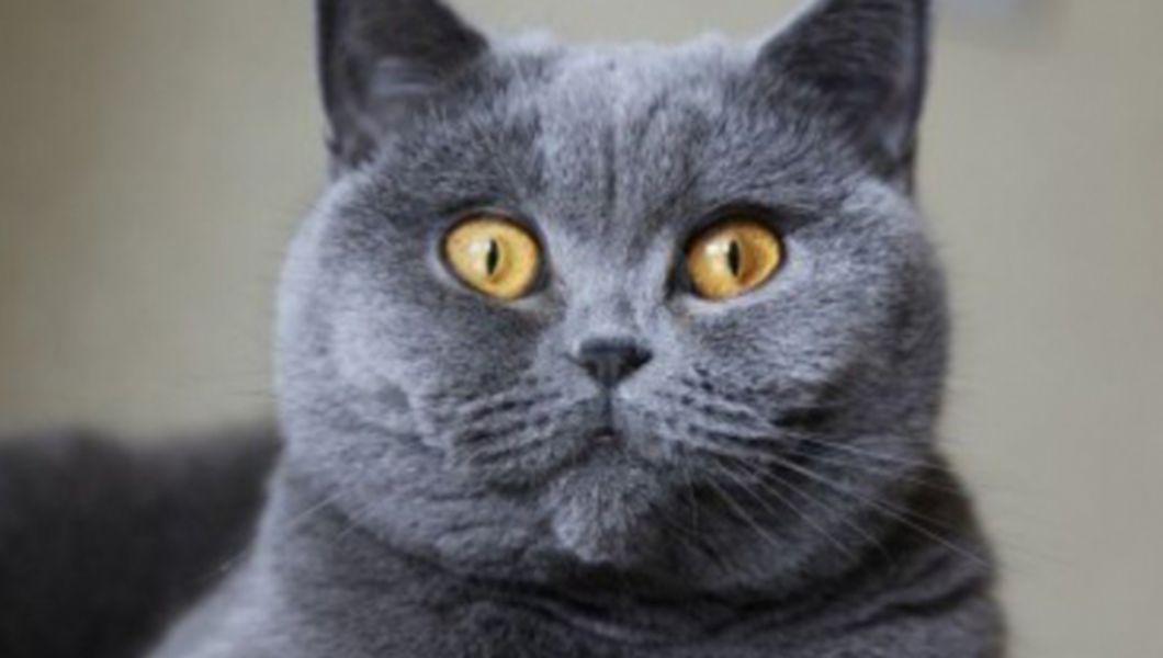 Alerta Maxima La Iasi Epidemie De Sida Printre Animalele De Casa