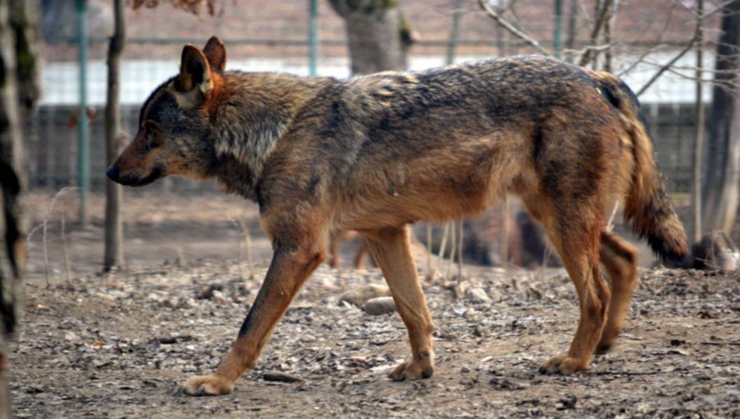 Cea Mai Veche Gradina Zoologica Din Romania Singura Cu Lupi