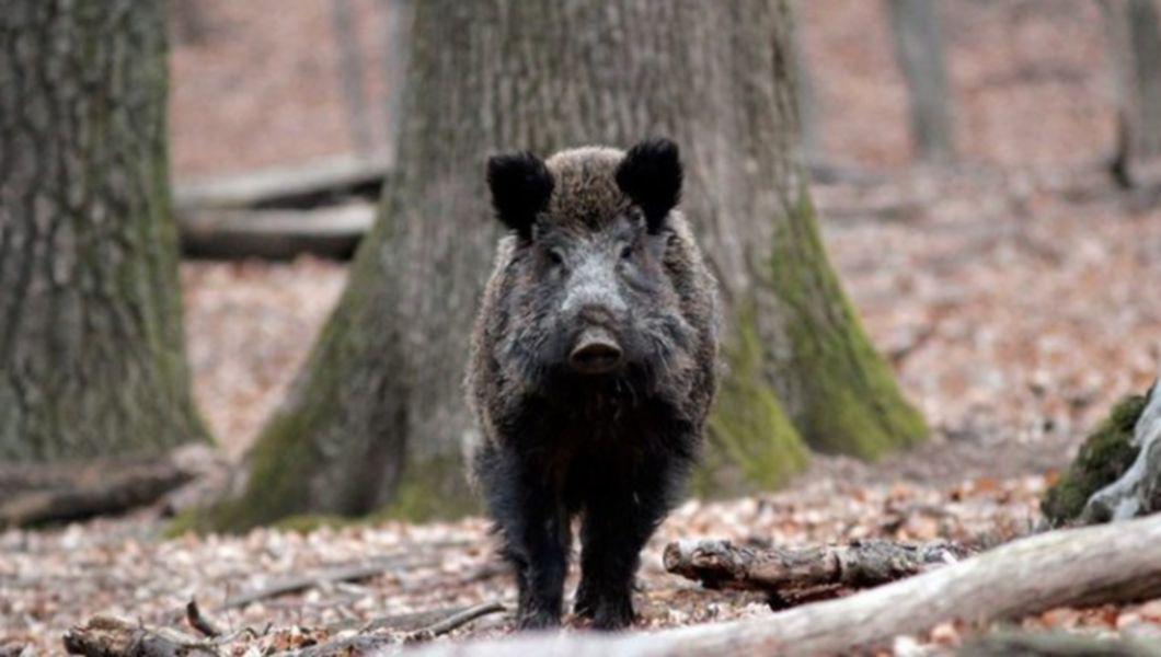 Barbat Atacat De Un Porc Mistret La Vanatoare Medicii Se Tem Ca Animalul Sa Nu Fie Turbat Buna Ziua Iasi Bzi Ro