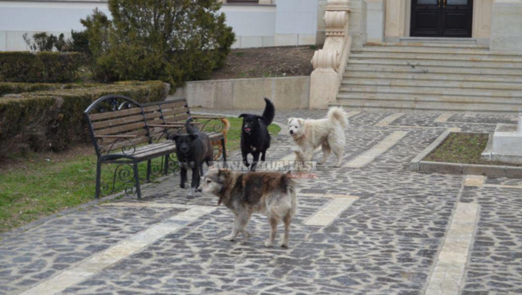 Eutanasierea Maidanezilor Din Iasi Costa O Avere Primii Pasi Au Inceput Buna Ziua Iasi Bzi Ro