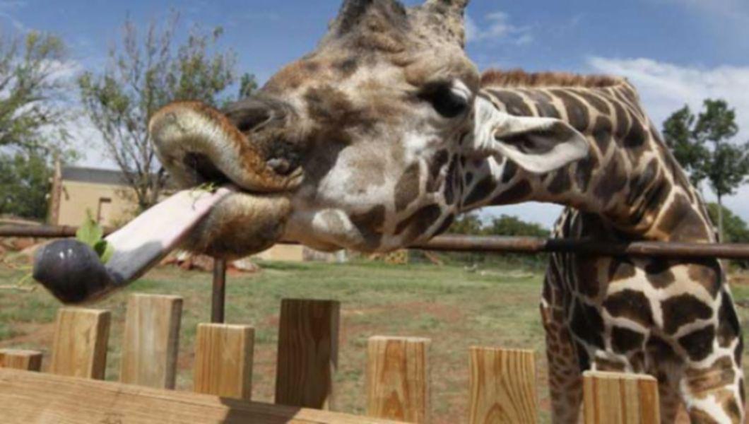 Imagini pentru girafa cu gat lung