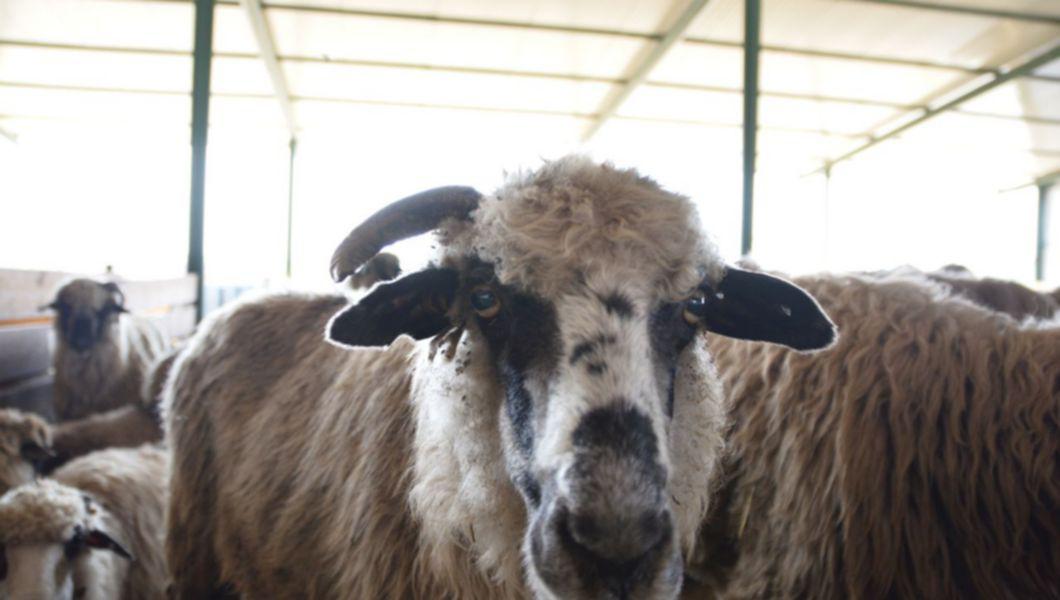 Crescatorii De Ovine Din Iasi Vor Primi Subventii De Cateva Milioane De Euro Buna Ziua Iasi Bzi Ro