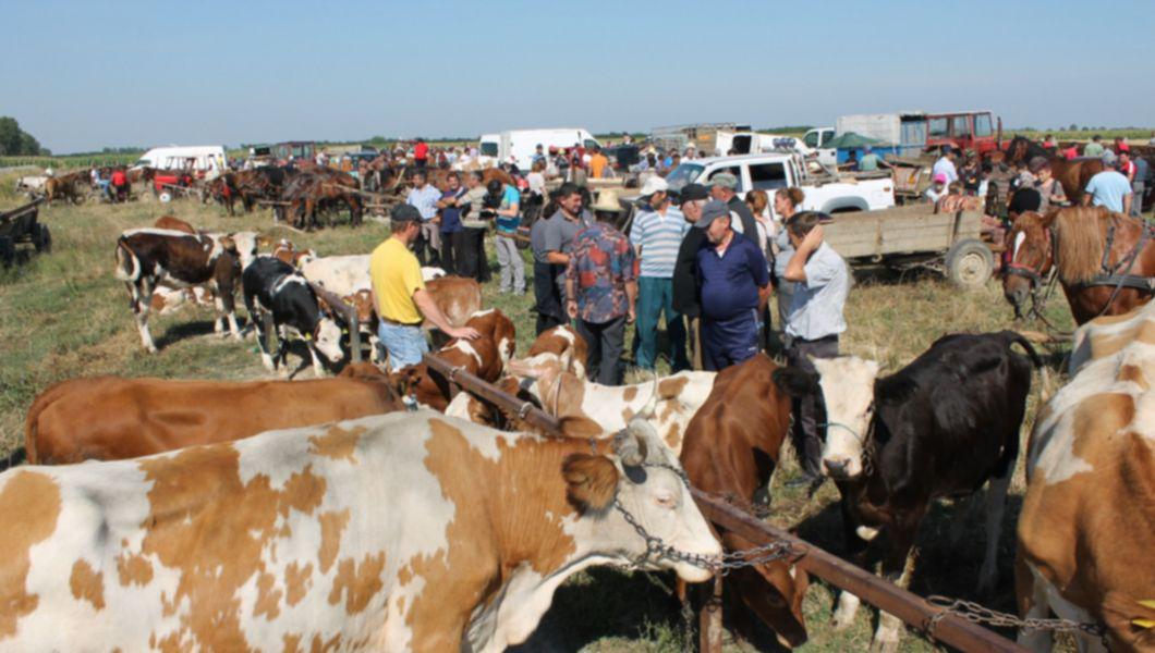 Targurile De Animale Din Judetul Iasi Vor Fi Verificate De Inspectorii Dsvsa Buna Ziua Iasi Bzi Ro