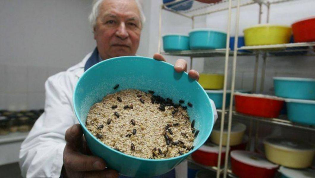 Un Medic Roman Trateaza Zeci De Boli Cu Ajutorul Insectelor Buna Ziua Iasi Bzi Ro