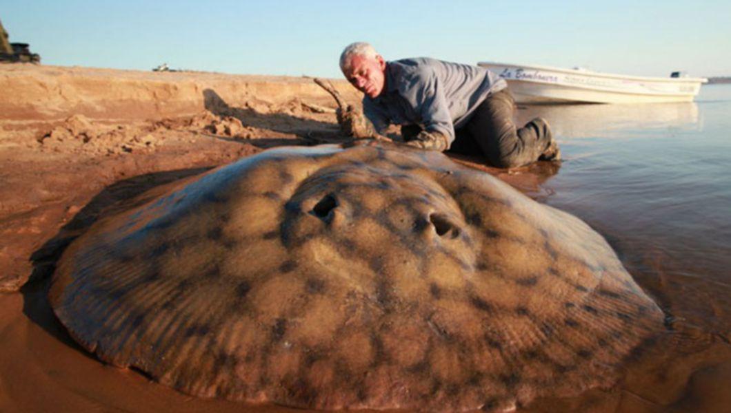 Un Barbat A Prins O Pisica De Mare Uriasa Foto Buna Ziua Iasi Bzi Ro
