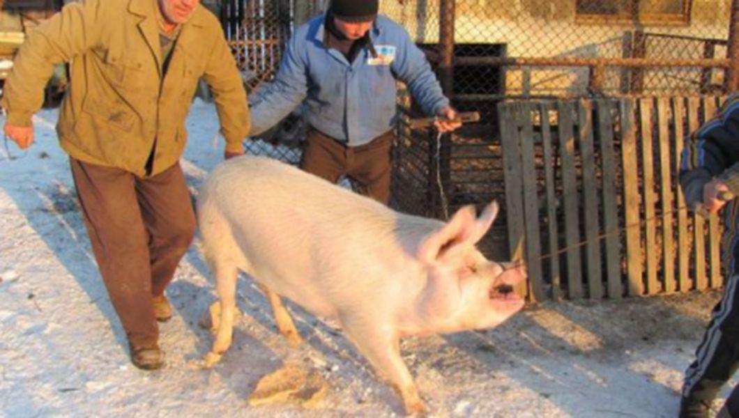 Uite Cum Se Impusca Porcul Stiri știri Romania Libertatea Libertatea