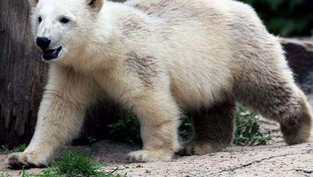 Knut Castrat Preventiv Pentru Evitarea Unui Incest Buna Ziua Iasi Bzi Ro