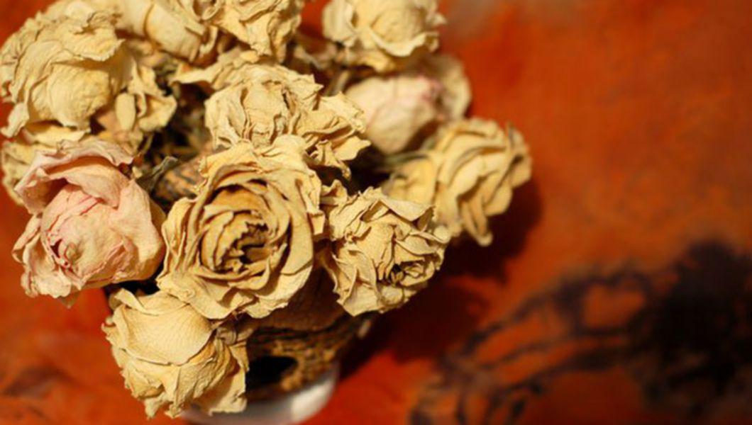 Florile Tale S Au Ofilit Nu Le Arunca Incearca Aceasta Metoda