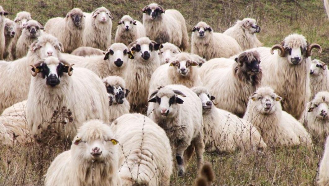 Crescatorii De Ovine Din Iasi Primesc Subventiile Apia Buna Ziua Iasi Bzi Ro