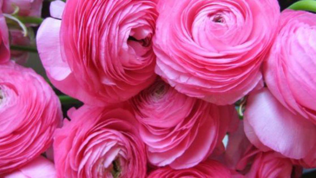 Cele Mai Romantice Flori Pe Care Le Poti Darui Unei Femei Bzi Ro