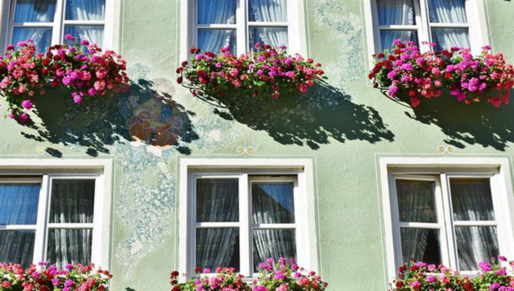Cum Sa Ai Muscate Cu Flori Bogate Trucuri Care Iti Vor Colora Gradina Sau Balconul Bzi Ro