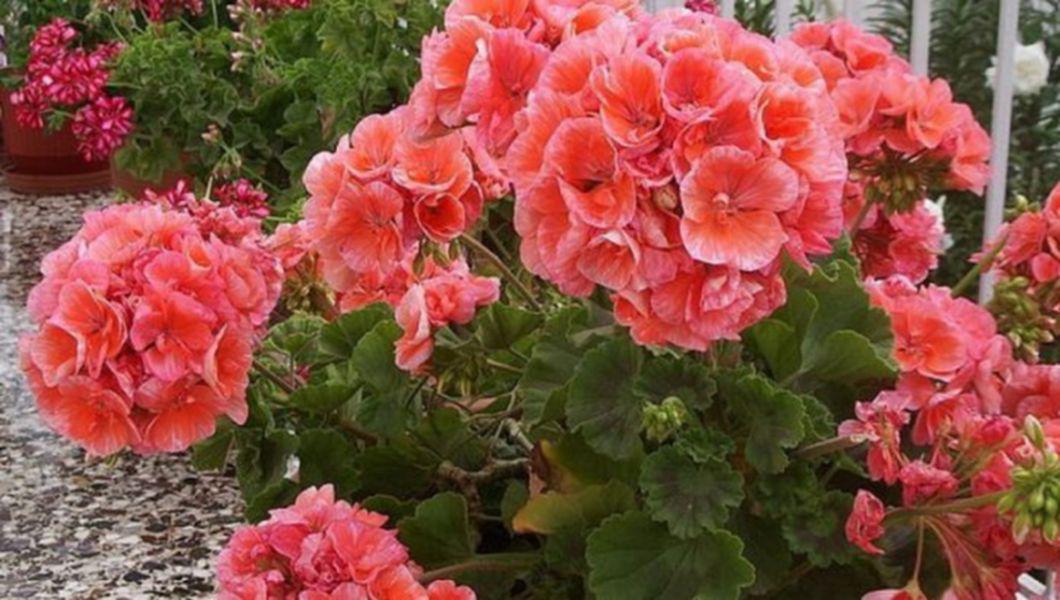 Muscate Cu Flori Bogate Trucuri De La Florari Profesionisti Buna Ziua Iasi Bzi Ro