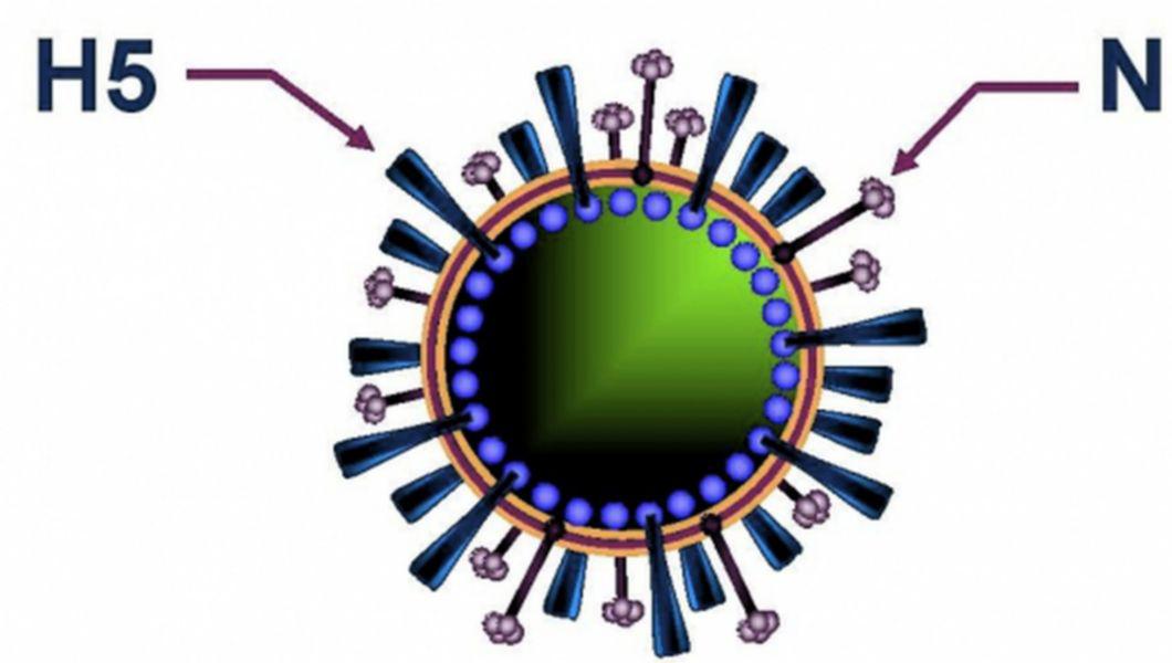грипп h5n1. схематическая структура вируса гриппа. вирус гриппа птиц. вирус птичьего гриппа. штамм h5n1.