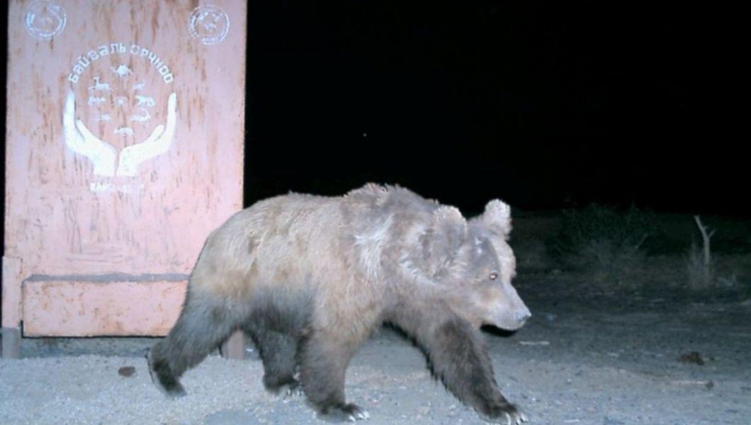 Cea Mai Rara Specie De Urs Din Lume Amenintata Buna Ziua Iasi Bzi Ro