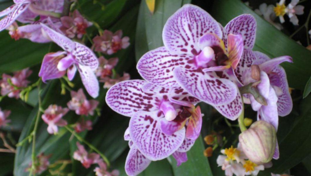 Orhideea Phalaenopsis Conditii Pentru Inflorire Cat Mai Frumoasa