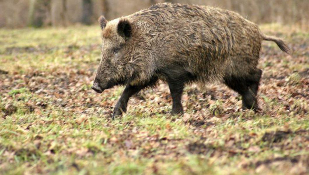 Exclusiv Adolescent Muscat De Gambă De Un Porc Mistreţ La Iasi Buna Ziua Iasi Bzi Ro