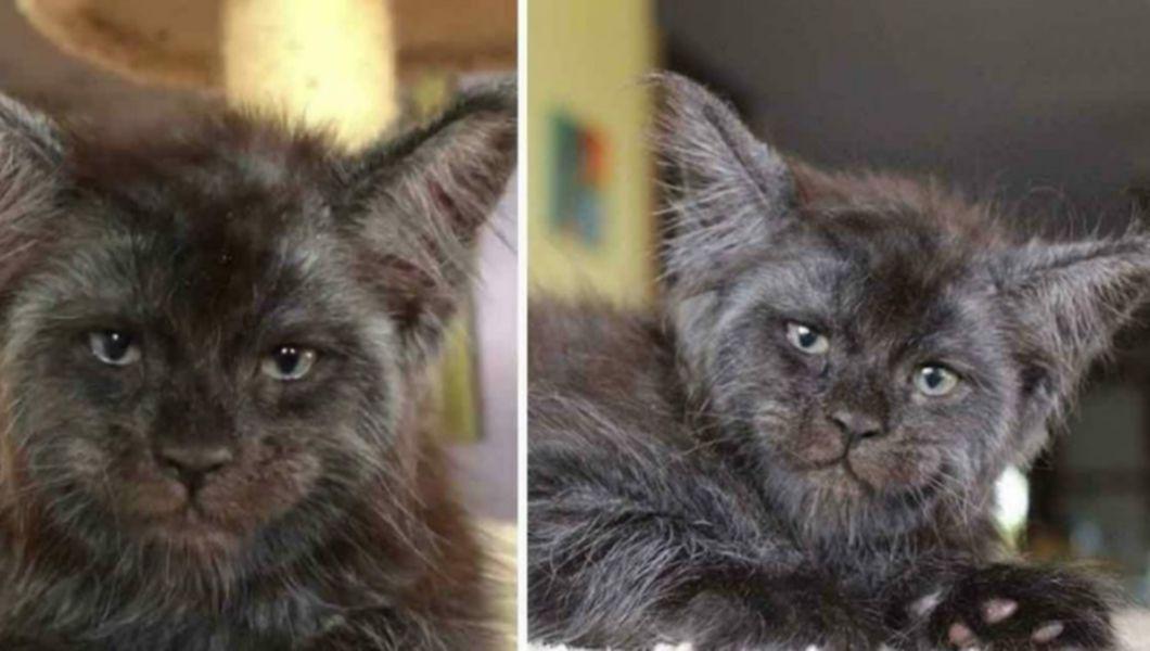 Imagini ireale. Cum arată pisicile cu trăsături umane? - Galerie 