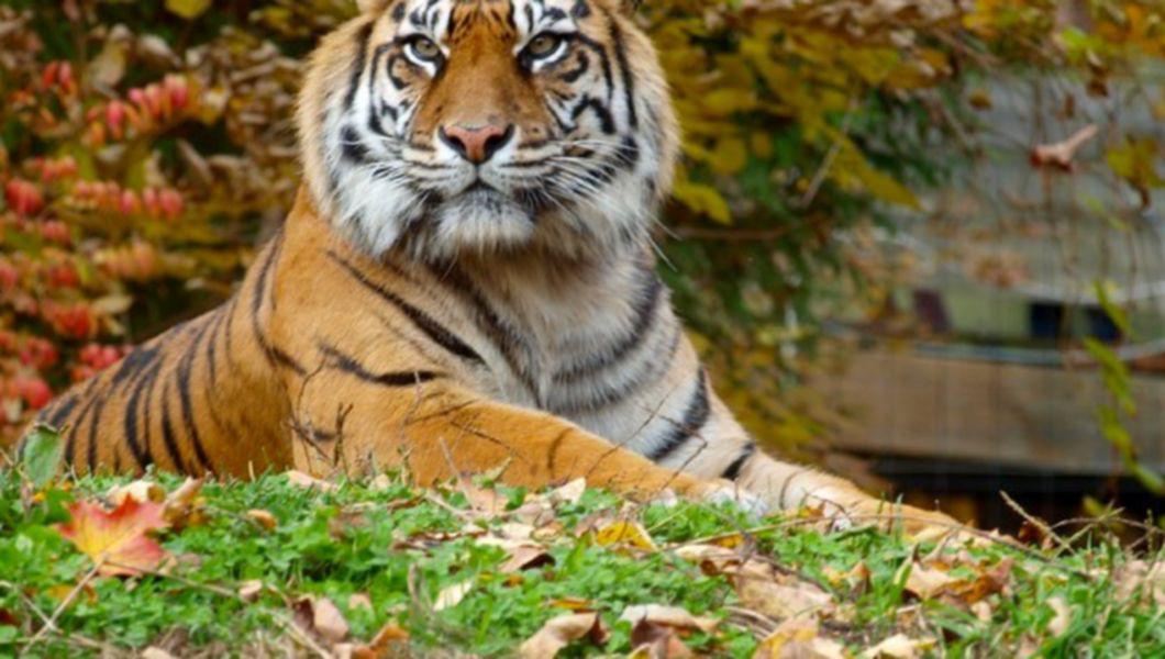 A Picat Teoria Precum Că Animalele Nu Pot Fi Infectate Un Tigru A Fost Testat Pozitiv La Infectarea Cu Covid 19 Buna Ziua Iasi Bzi Ro