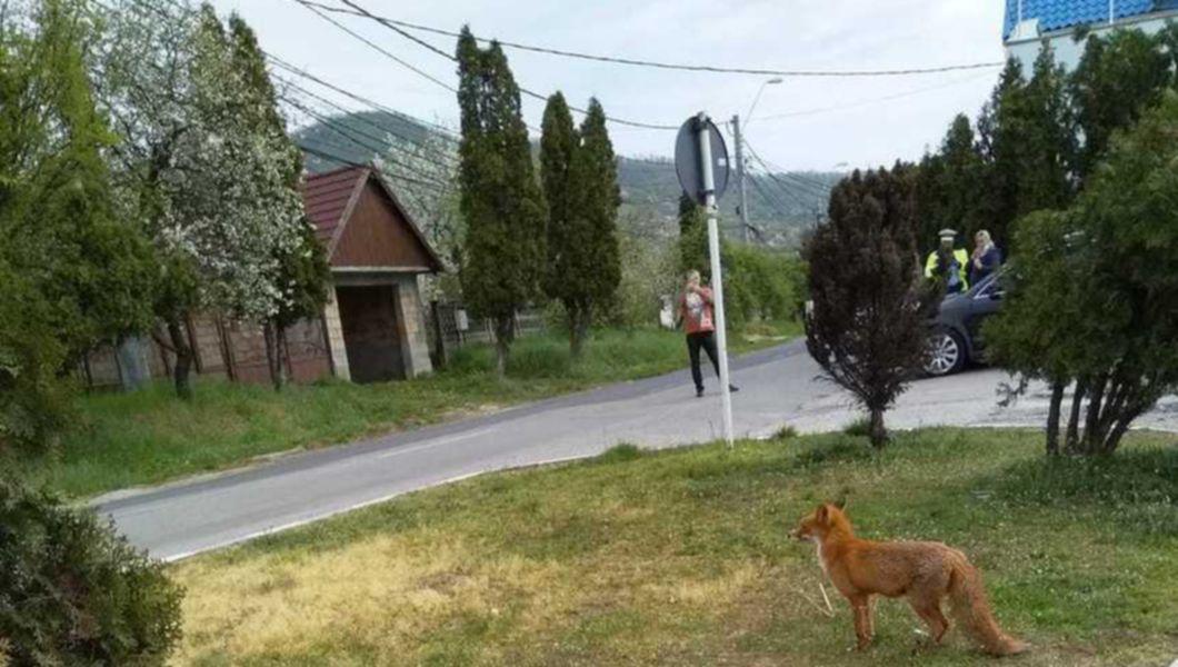 Scene Desprinse Din Filme O Vulpe Este Filmată In Timp Ce Fura Mai Multe Găini Poliţia Furt Calificat Si Trecere Prin Loc Nepermis Buna Ziua Iasi Bzi Ro