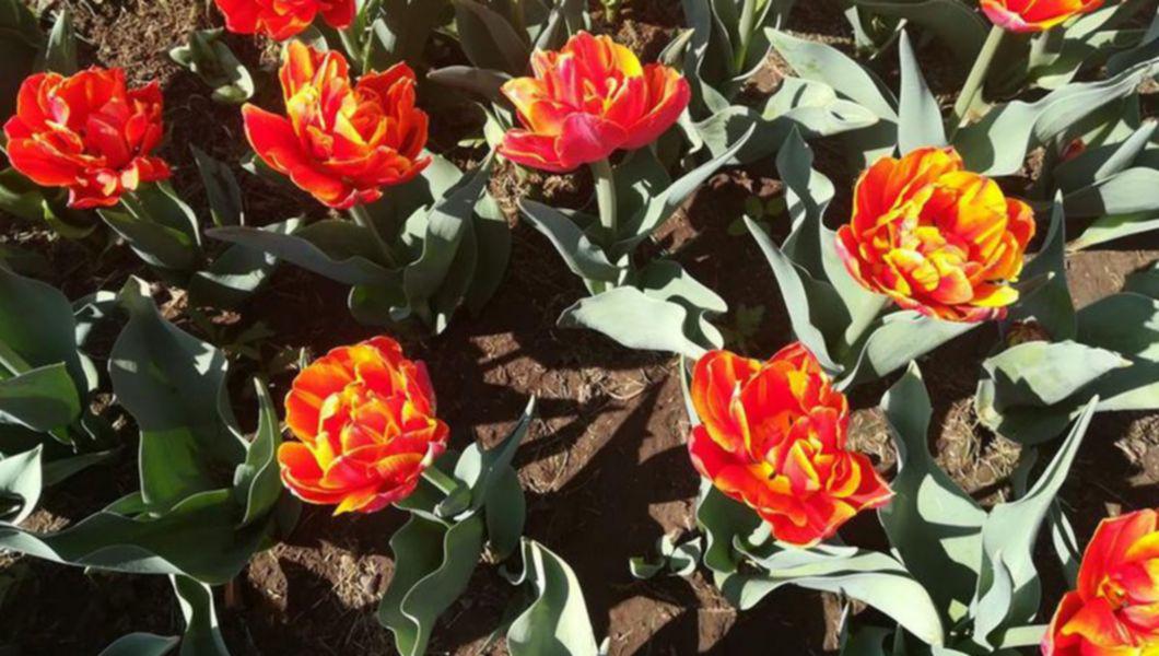 Exclusiv Grădina Botanică Anastasie Fătu Din Iași Se Redeschide