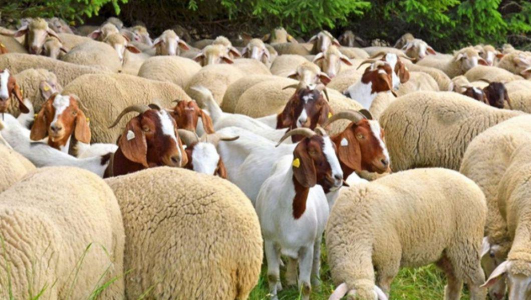 Crescătorii De Ovine și Caprine Din Iași Primesc Subvenții Apia