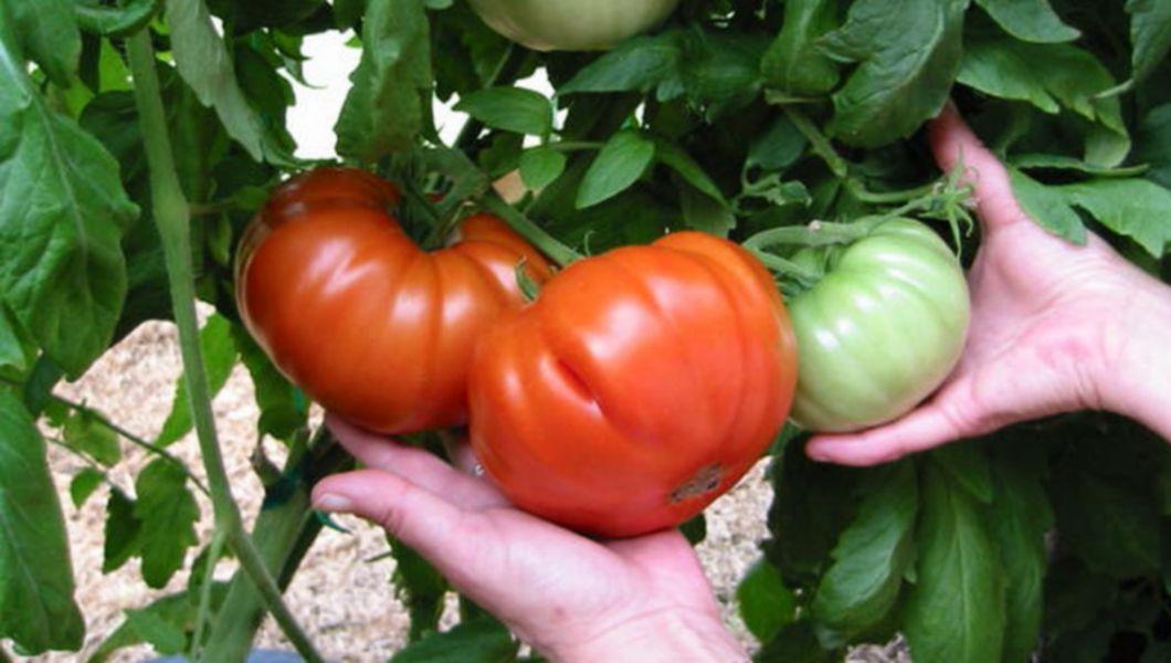 Cum Să Cresti Rosii Sănătoase Si Gustoase Trebuie Ingrijite și Fertilizate Natural Pentru O Producție Bogată Buna Ziua Iasi Bzi Ro