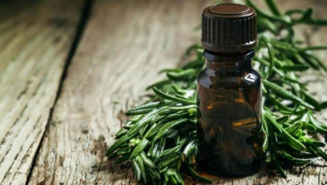 Beneficiile Uleiului De Arbore De Ceai Anti Infectios Antibacterian Antiseptic