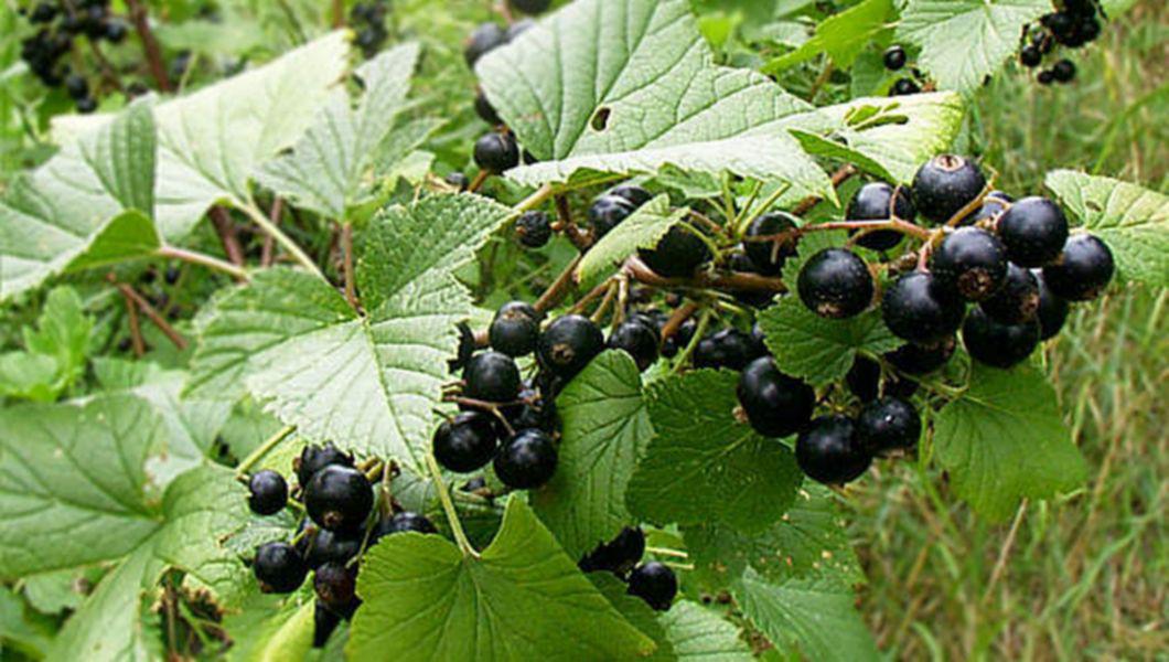 coacaze negre fructe coapte