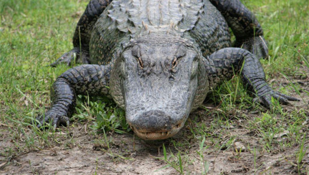 crocodil pe iarba