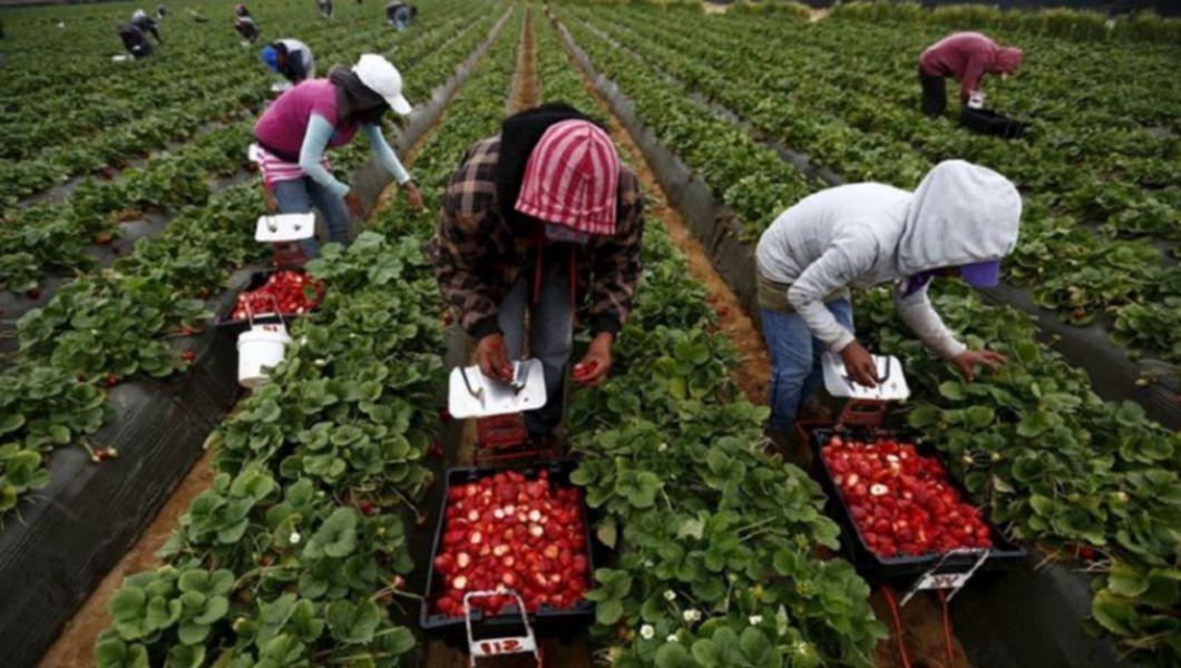 Oameni care culeg căpșuni de pe plantațiile din Spania