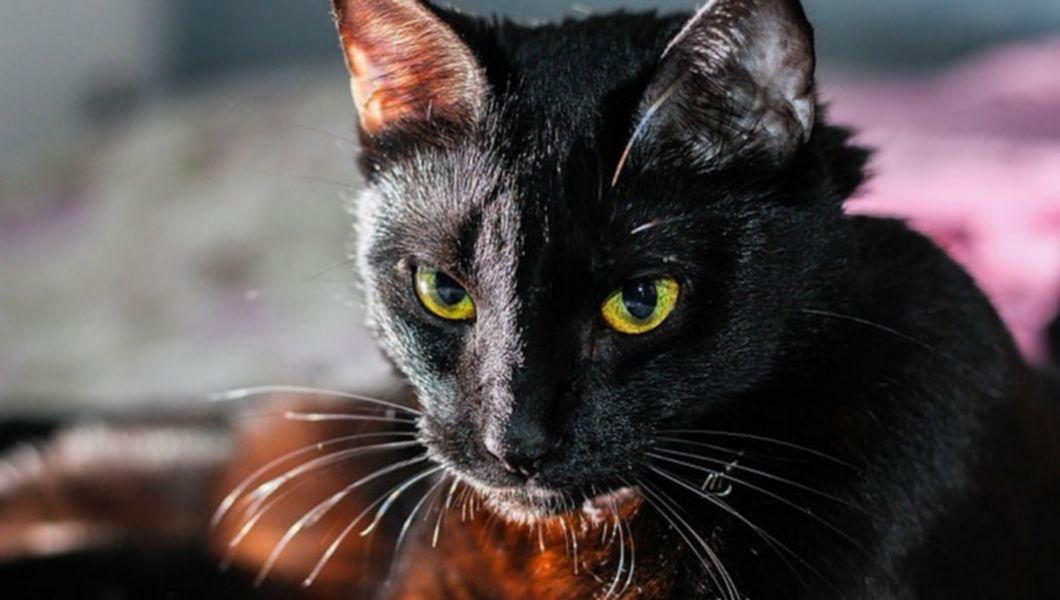 fotografie cu pisica neagra care poate sa apare in vis