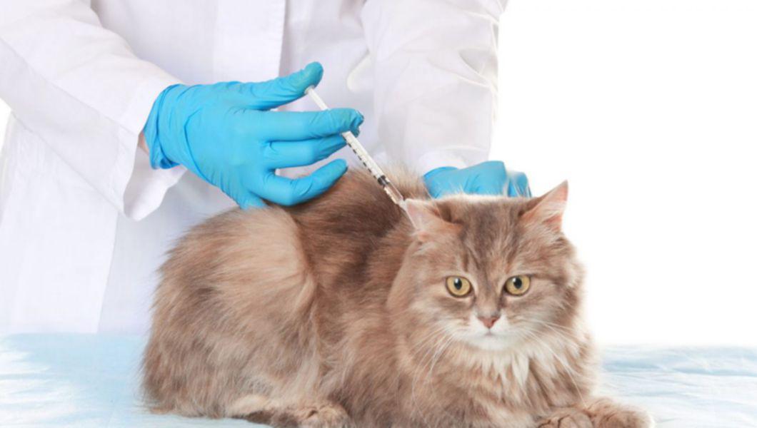 Totul despre vaccinarea pisicii: când se începe şi care este 
