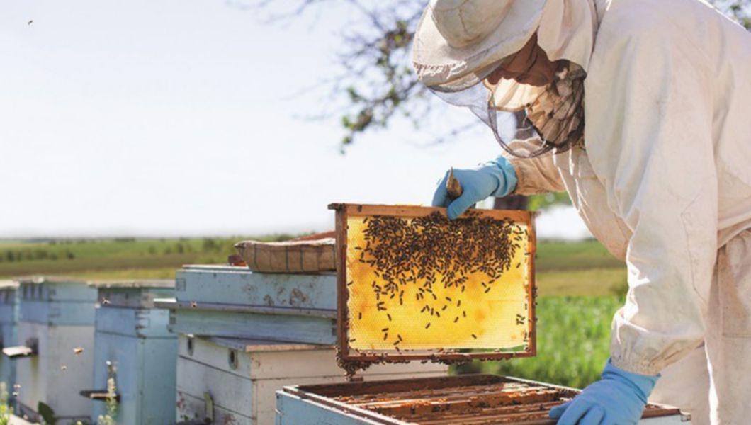 O imagine cu un apicultor într-o stupină care verifică stupii