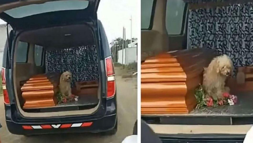 câine rămas proprietara decedată